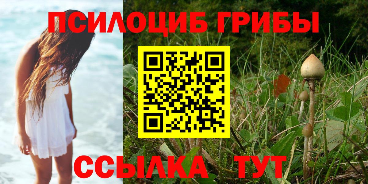 Галлюциногенные грибы Psilocybe  Вход с VPN  Михайловск  Псилоцибиновые грибы Psilocybe 